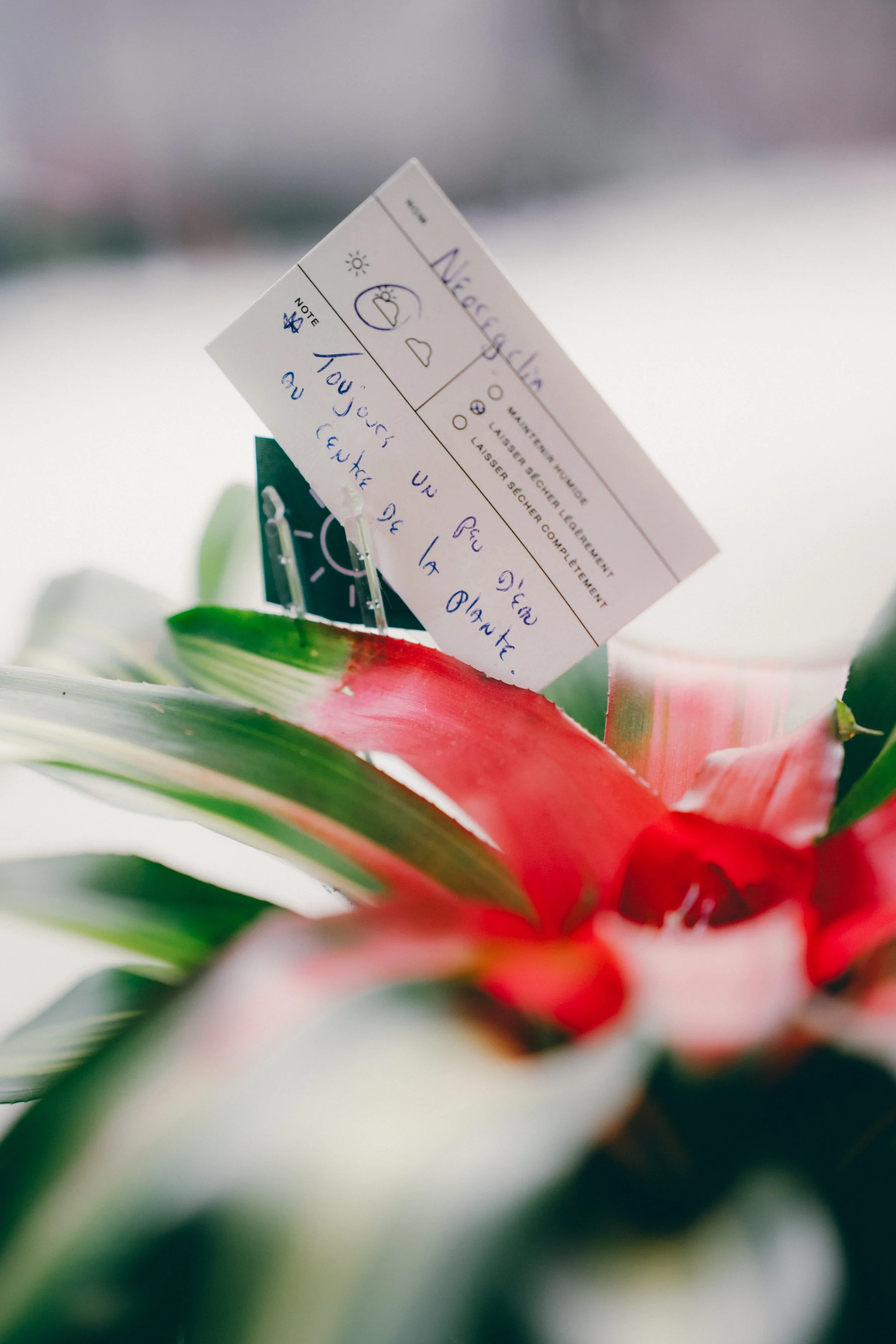 Une plante avec des feuilles vertes et rouges, avec une étiquette en blanc attachée à une de ses branches.
