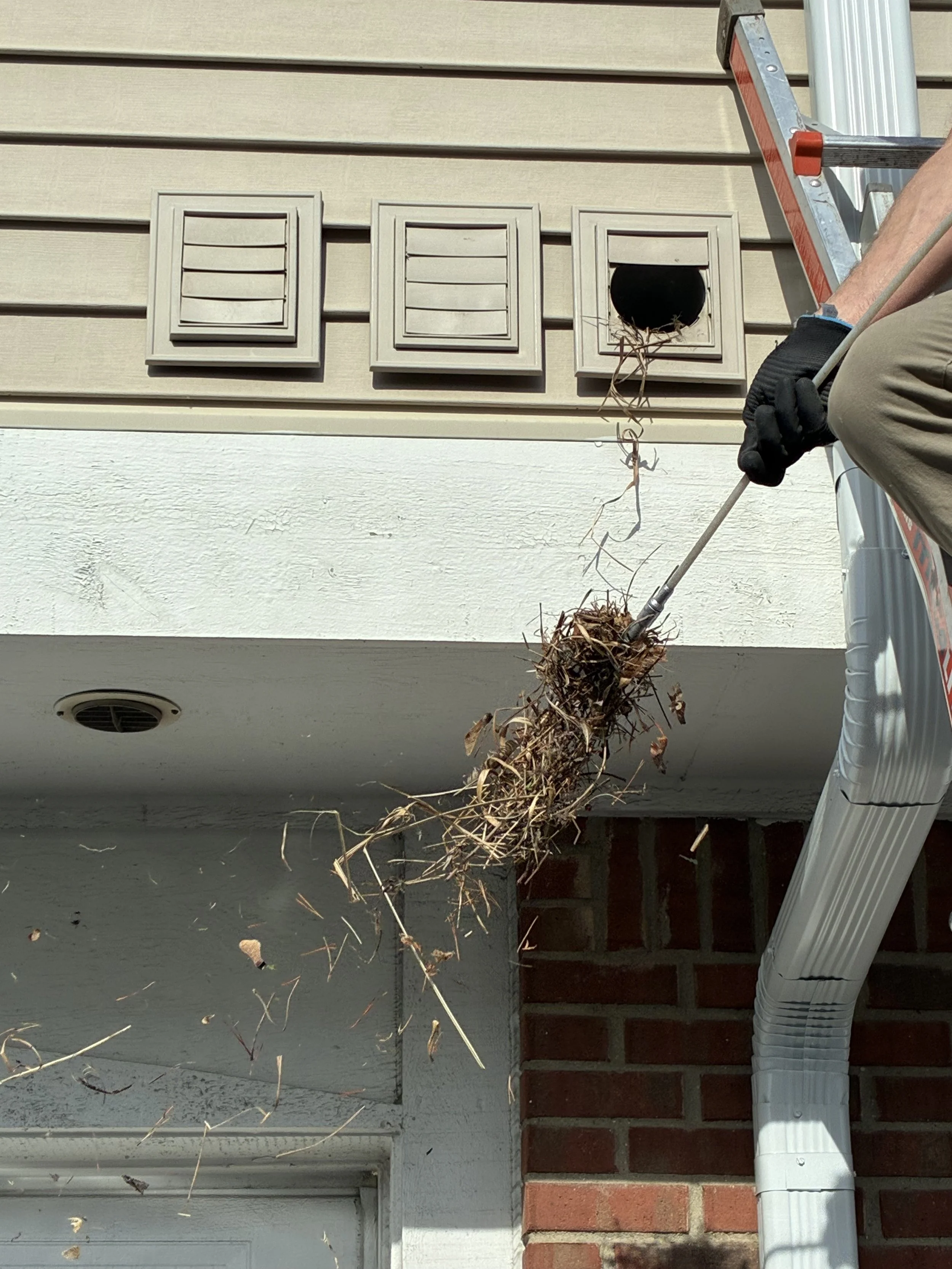 Person on a ladder removing a bird nest from an exterior house vent next to siding and brick wall, with a white downspout pipe to the right.