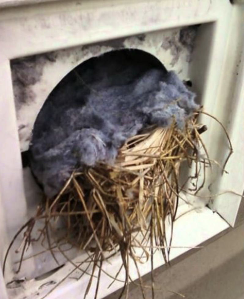 A stuffed animal or toy mole in a dryer vent, surrounded by dryer lint and dry grass or straw.