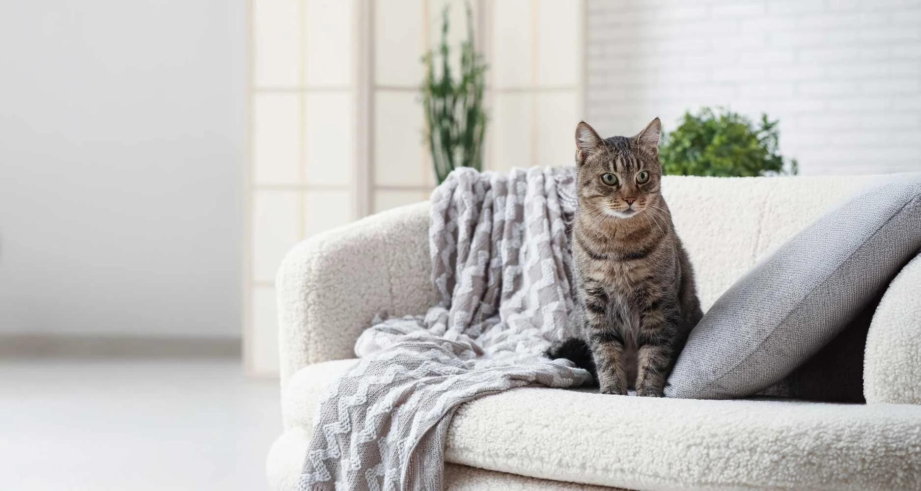 A tabby cat sitting on a cream-colored couch with a textured gray blanket and pillow, in a bright living room with windows and houseplants.
