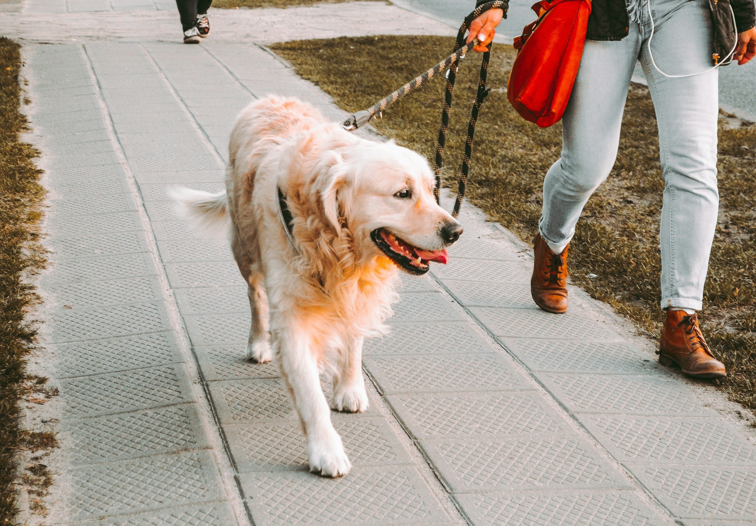 A person walking on a sidewalk with a golden retriever dog. The person's face is not visible, and they are wearing light-colored jeans, brown boots, a black jacket, and holding a red bag. The dog is on a leash, appears happy with its tongue out, and has fluffy, light-colored fur.