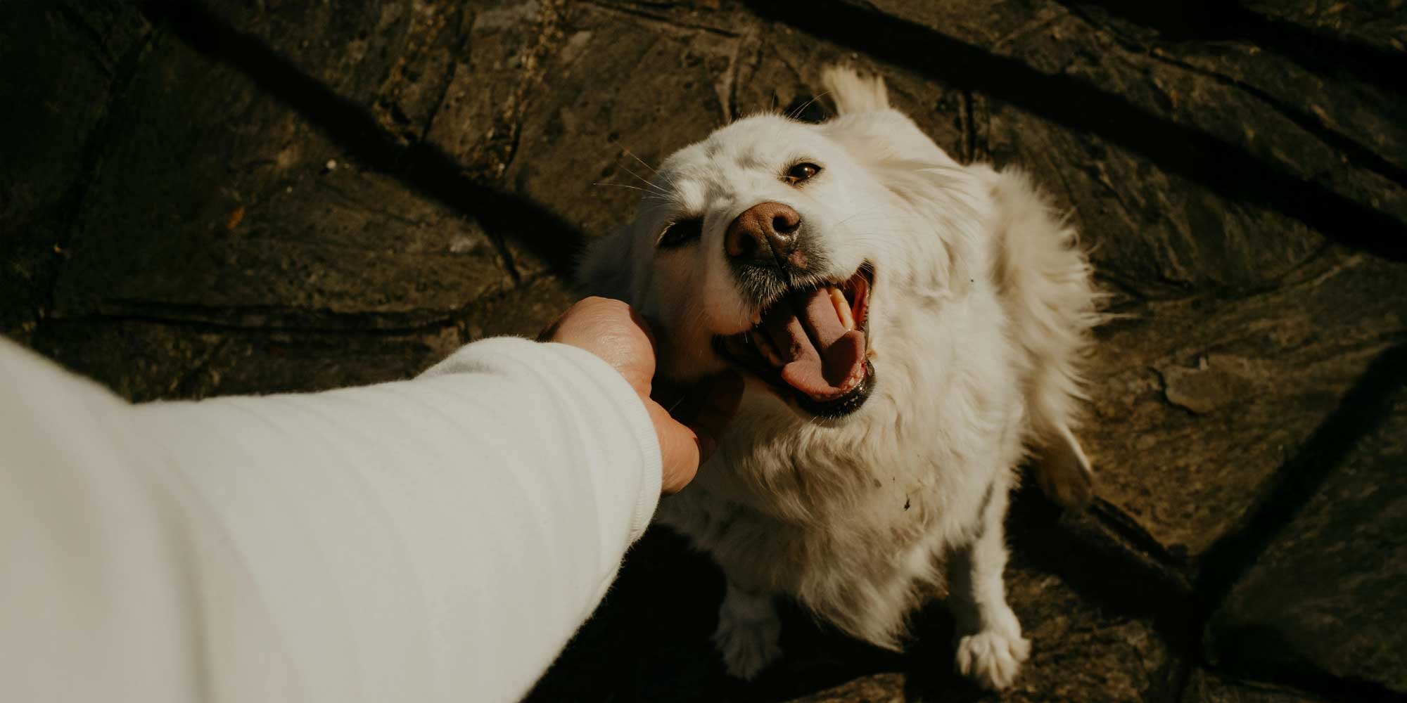 Pet Sitting
