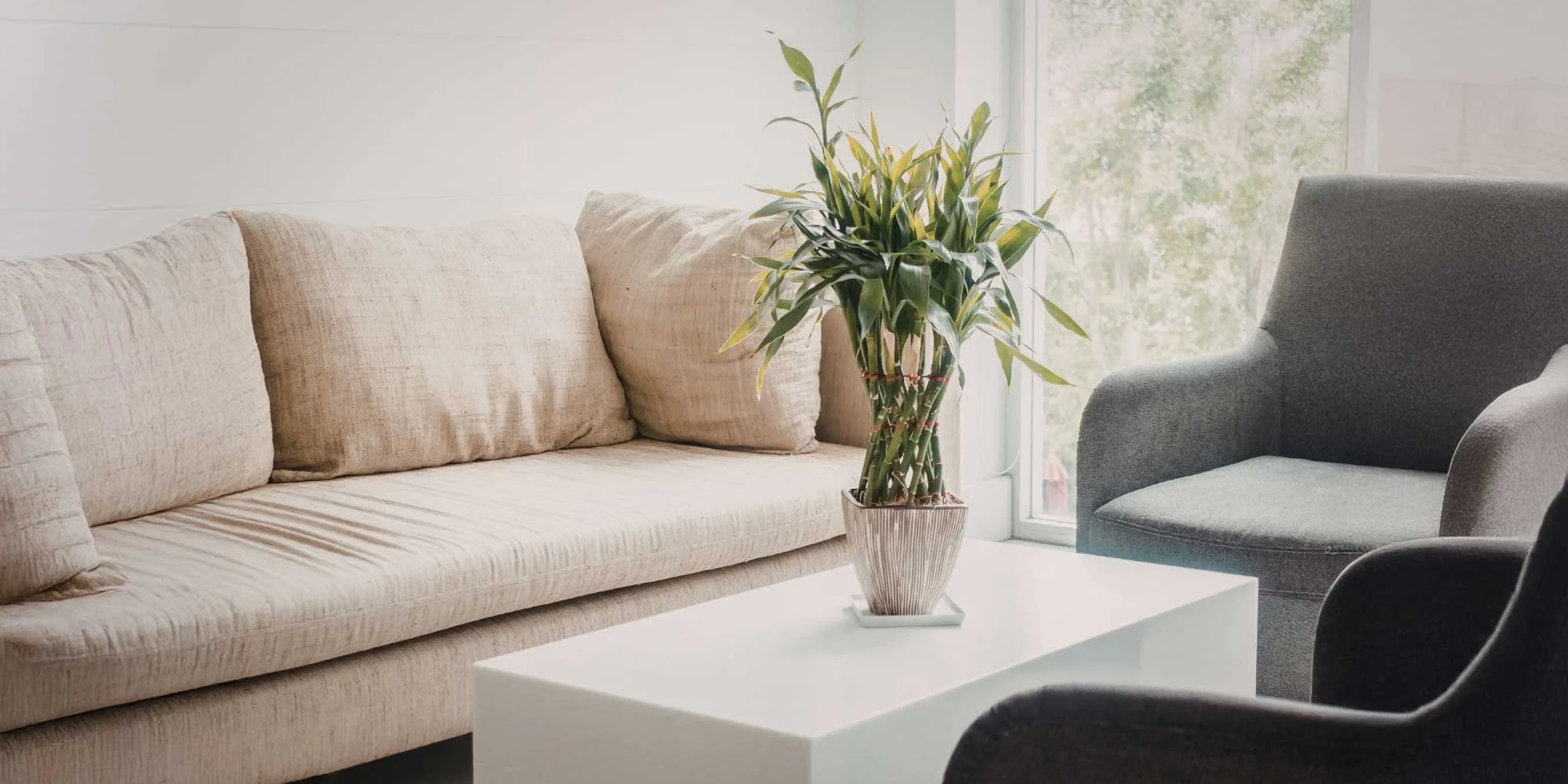 Living room with a beige sofa, a grey armchair, a white coffee table, and a large green potted plant near a window with trees outside.