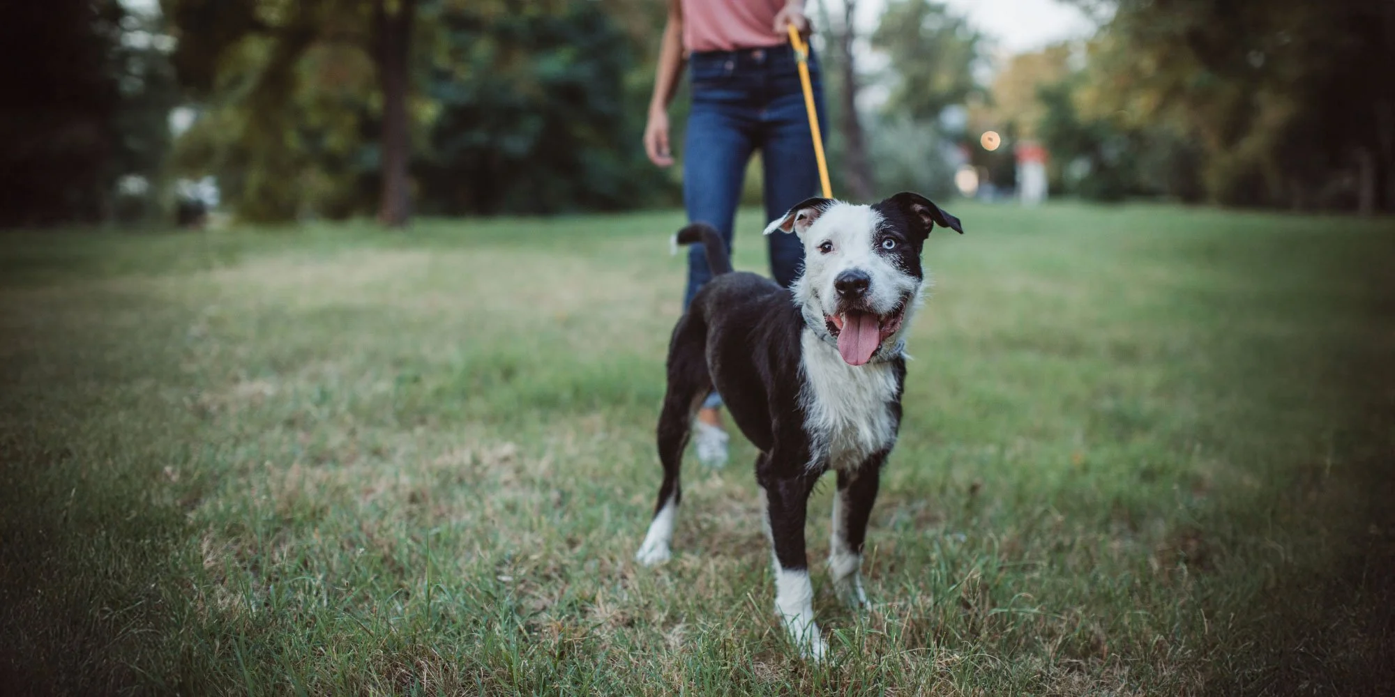 A person holding a yellow leash walking a black and white border collie on a grassy field in a park with trees in the background.
