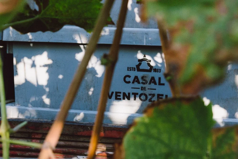 Caixa de madeira com a marca Casal de Ventozela parcialmente escondida por folhas e galhos.