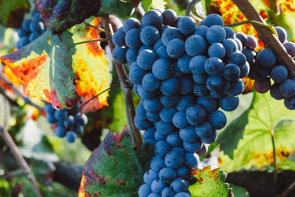 Cacho de uvas roxas maduras pendurado na parreira com folhas coloridas ao redor.