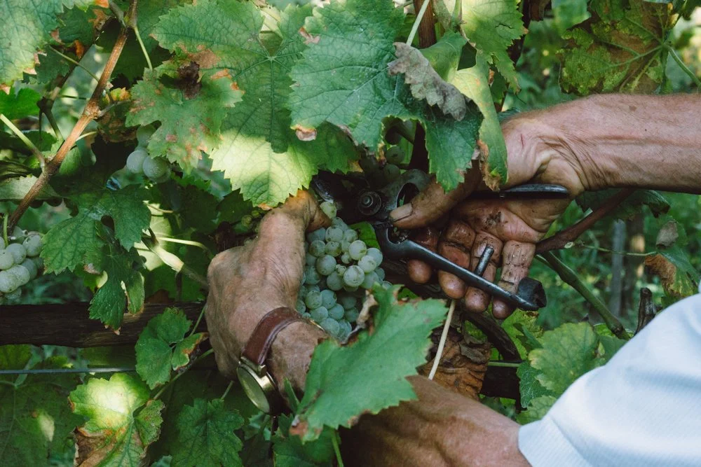 Pessoa colhendo uvas em um vinhedo com uso de podador