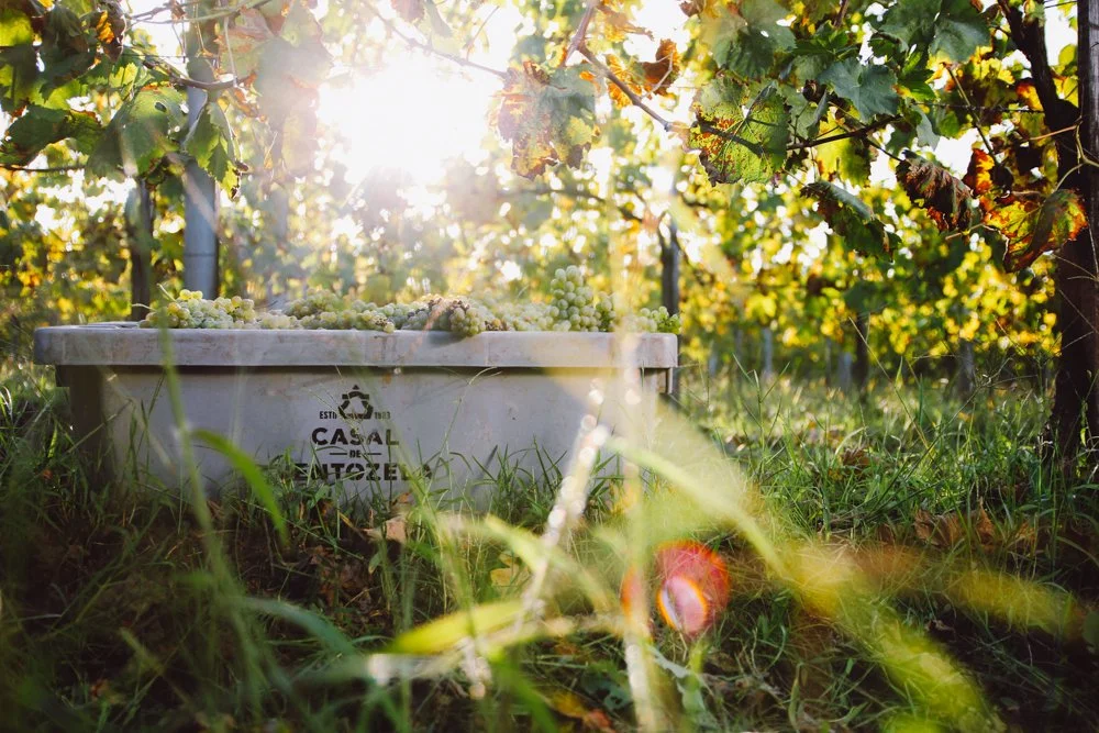 Cacho de uvas brancas em uma caixa de coleta no vinhedo sob luz solar, rodeado por folhas verdes e videiras.