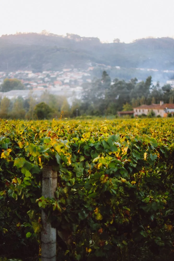 Vinhas com uvas verdes e amarelas em primeiro plano com montanhas e casas ao fundo
