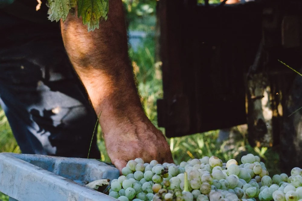 Mão colhendo uvas brancas de um pequeno cacho, com uma caixa ao lado, em um ambiente ao ar livre.