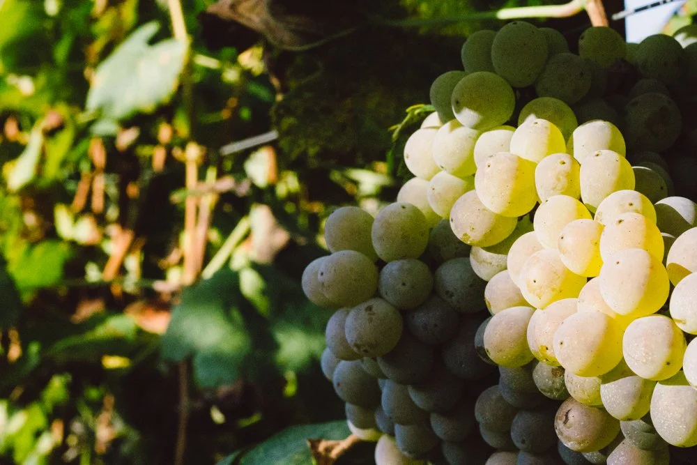 Ramo de uvas brancas penduradas em uma videira, com folhas verdes ao redor.