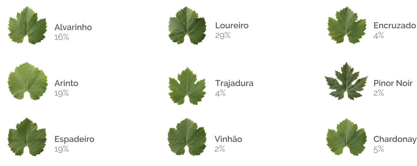 Diagrama com diferentes tipos de folhas de videira, cada uma acompanhada do seu nome em português.