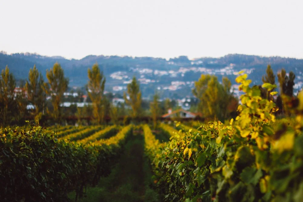 Vinha com fileiras de plantas verdes sob céu claro ao fundo, área rural com árvores e casas ao longe.