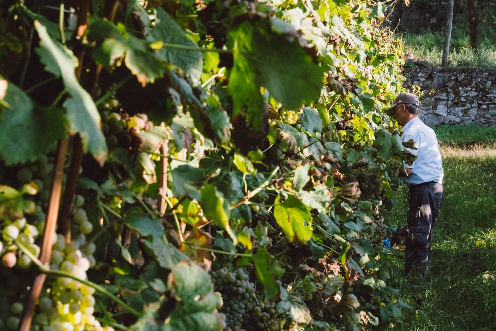 Homem colhendo uvas em um vinhedo.