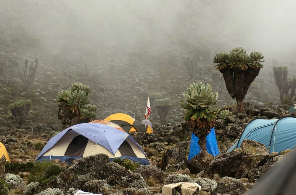 Camping scene in a foggy, rocky landscape with tents and unique trees.