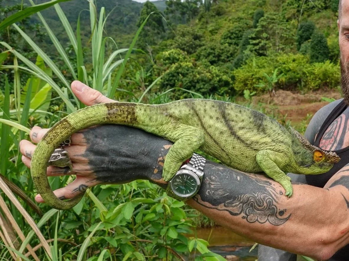 A person with tattoos holding a green iguana outdoors in a lush, tropical environment.