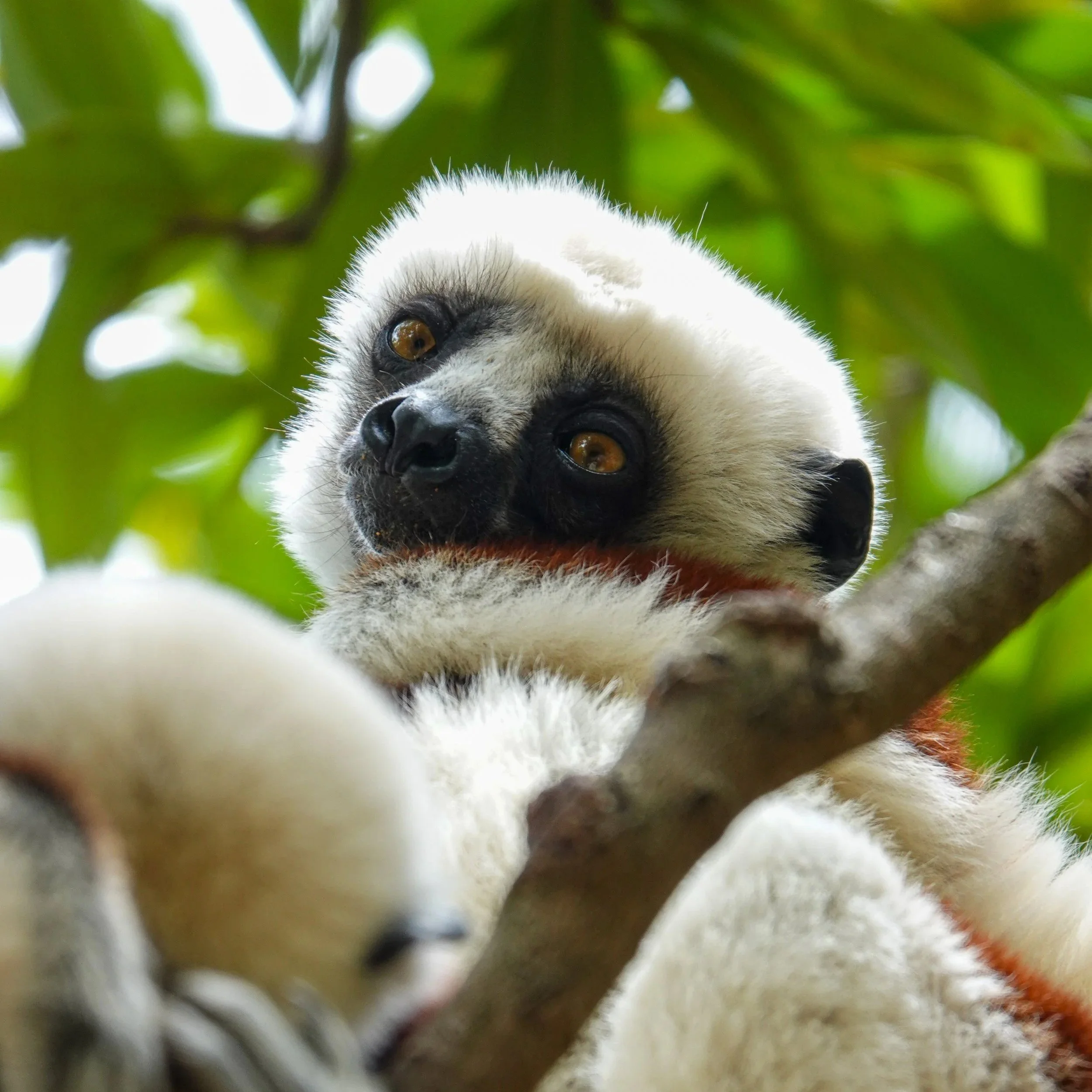The Complete Madagascar Travel Guide
