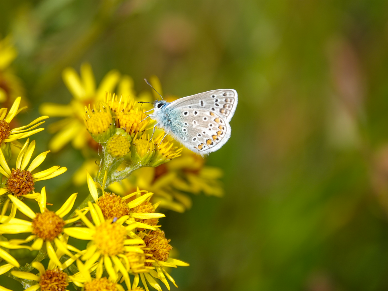 A butterfly perched on yellow flowers in a green outdoor setting.