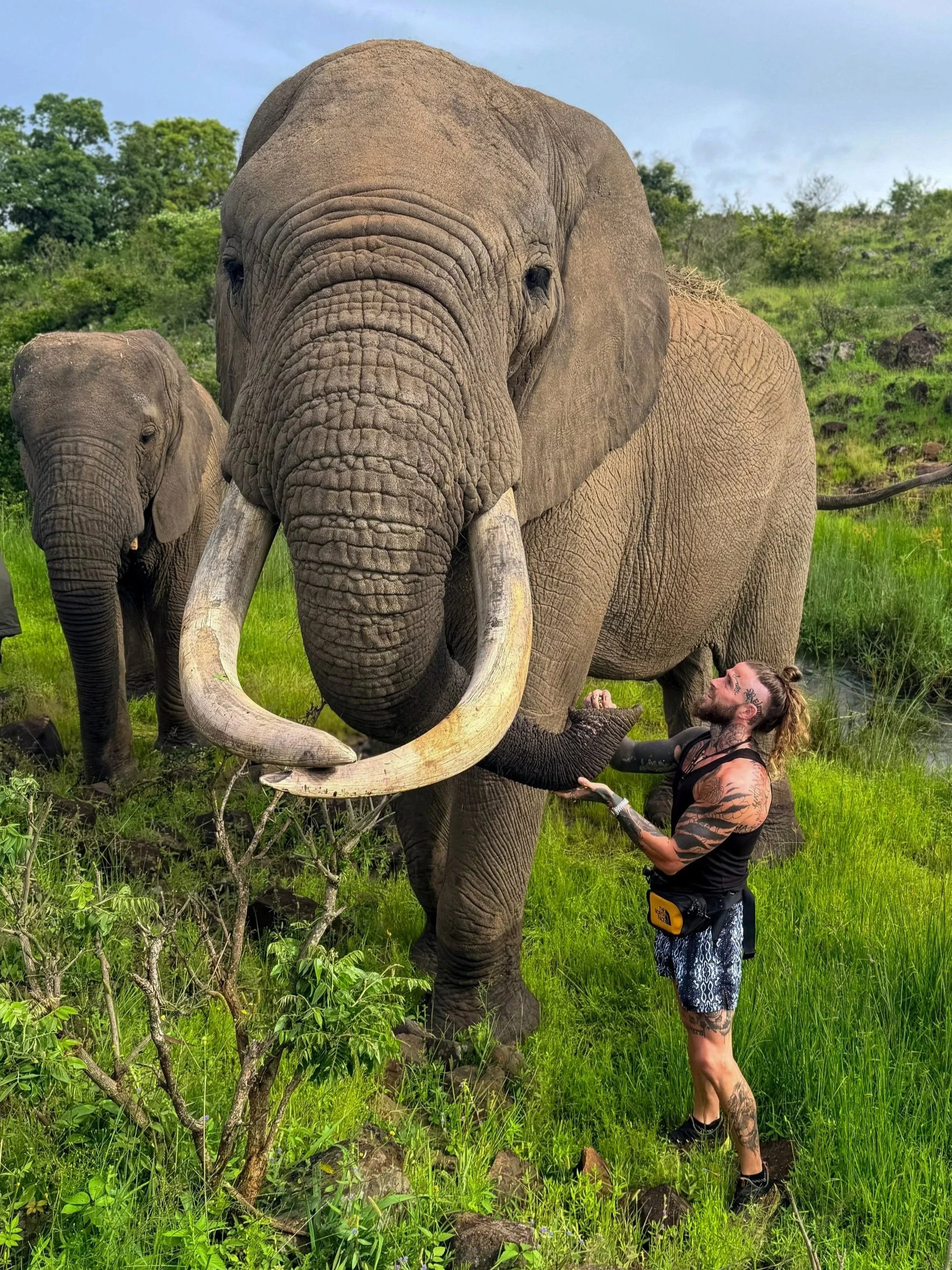A man with tattoos on his arms and legs standing on green grass in front of a large elephant, holding its trunk with both hands. In the background, there is a smaller elephant and green trees under a blue sky with clouds.