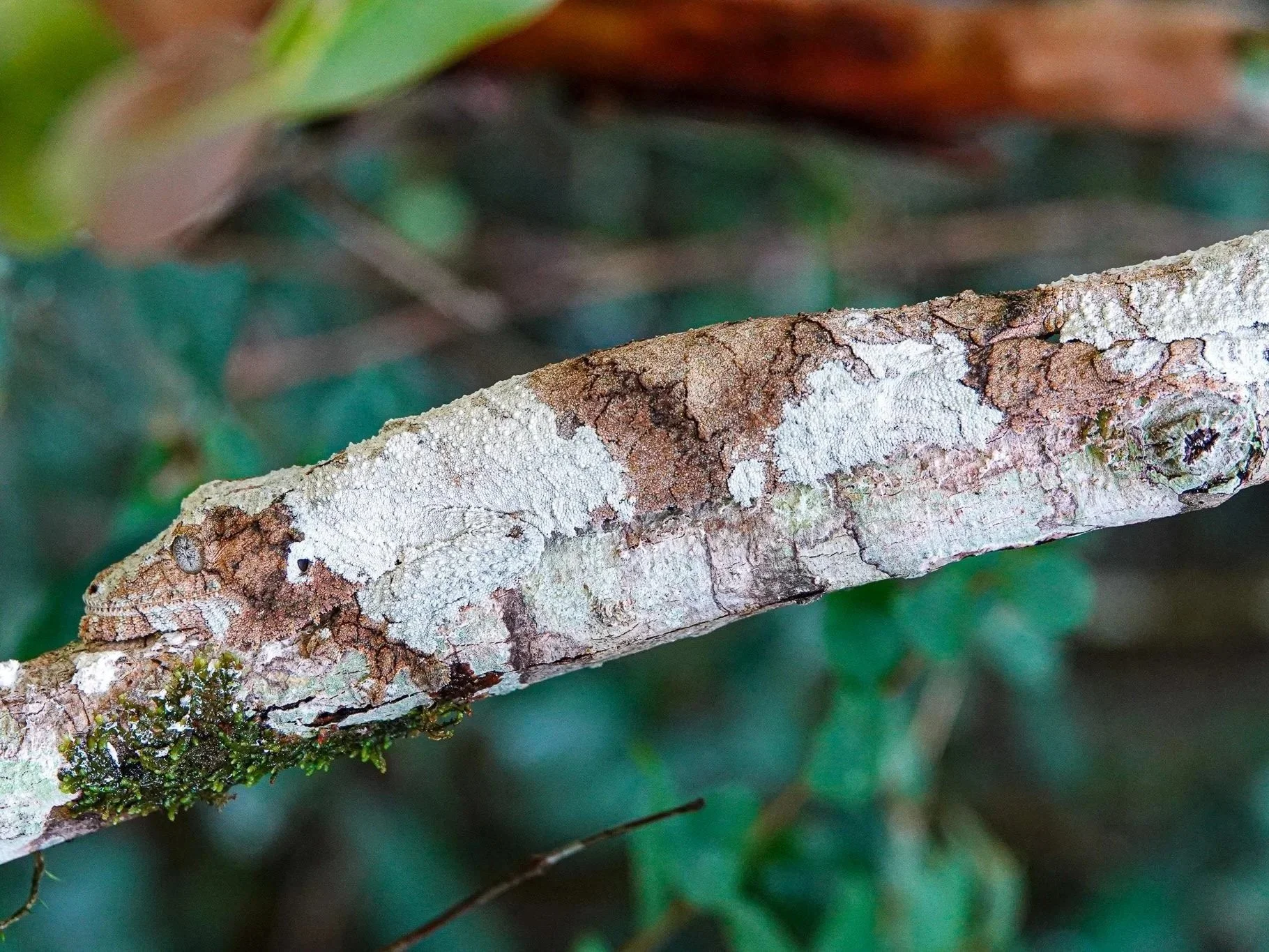 Close-up of a tree branch with patches of white lichen and green moss, surrounded by blurred green foliage.
