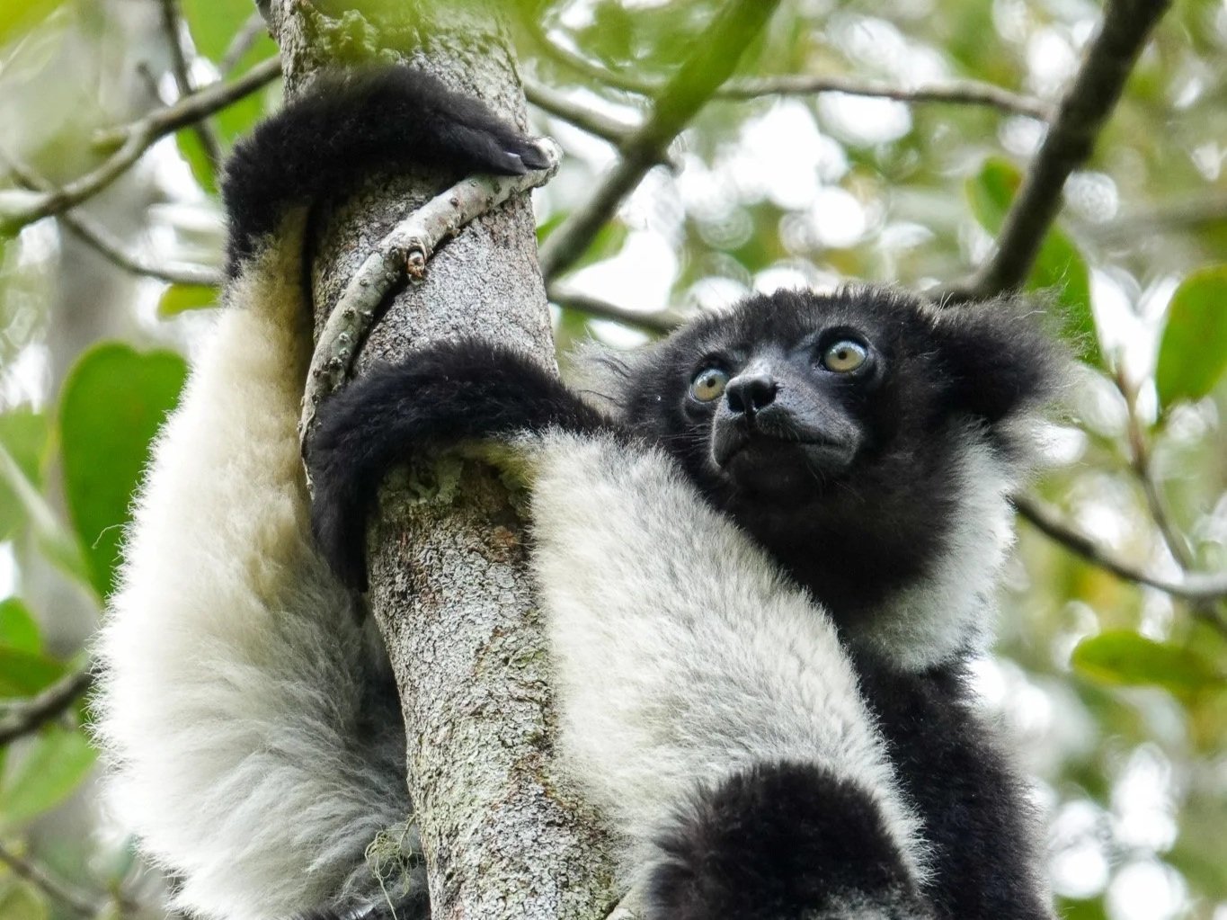 A black and white lemur with bright eyes resting on a tree branch among green leaves.