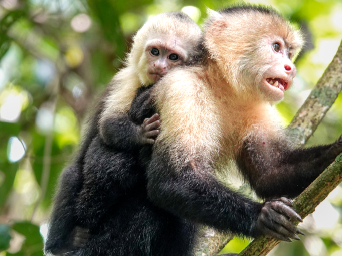 A baby monkey clinging to an adult monkey's back on a tree branch surrounded by green foliage.