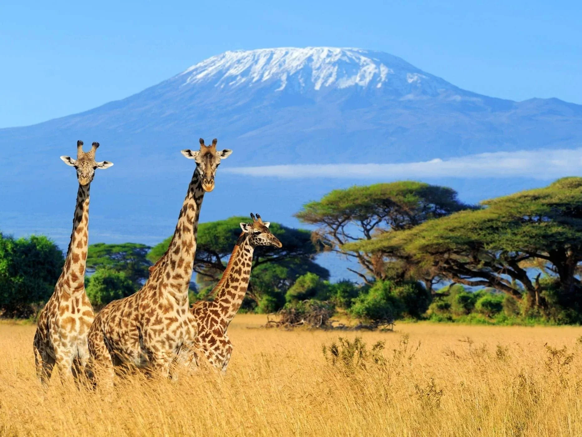 Three giraffes walking through a grassy plain with trees, mountain with snow at the top in the background, and a clear blue sky.