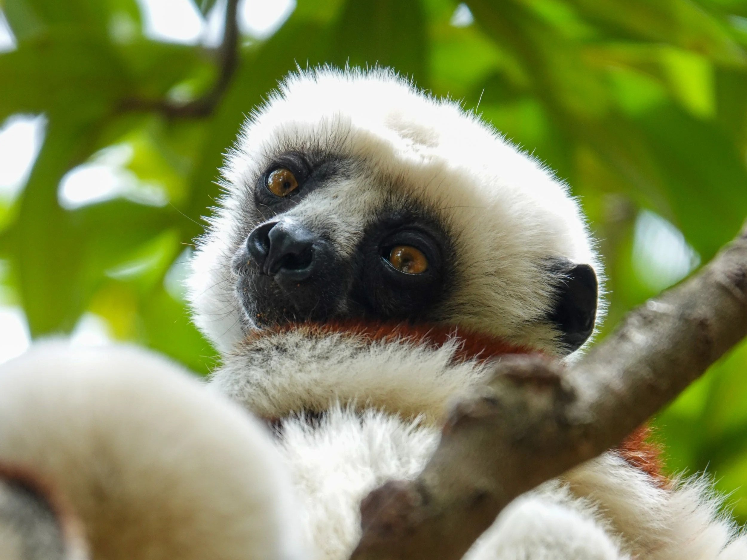 Close-up of a black and white lemur with yellow eyes climbing a tree in a green forest.