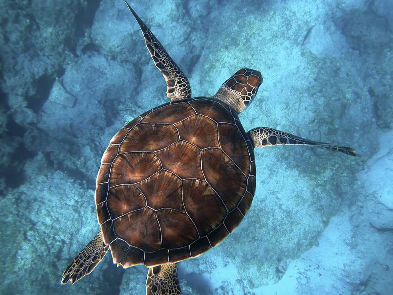 Underwater view of a sea turtle swimming over a coral reef.