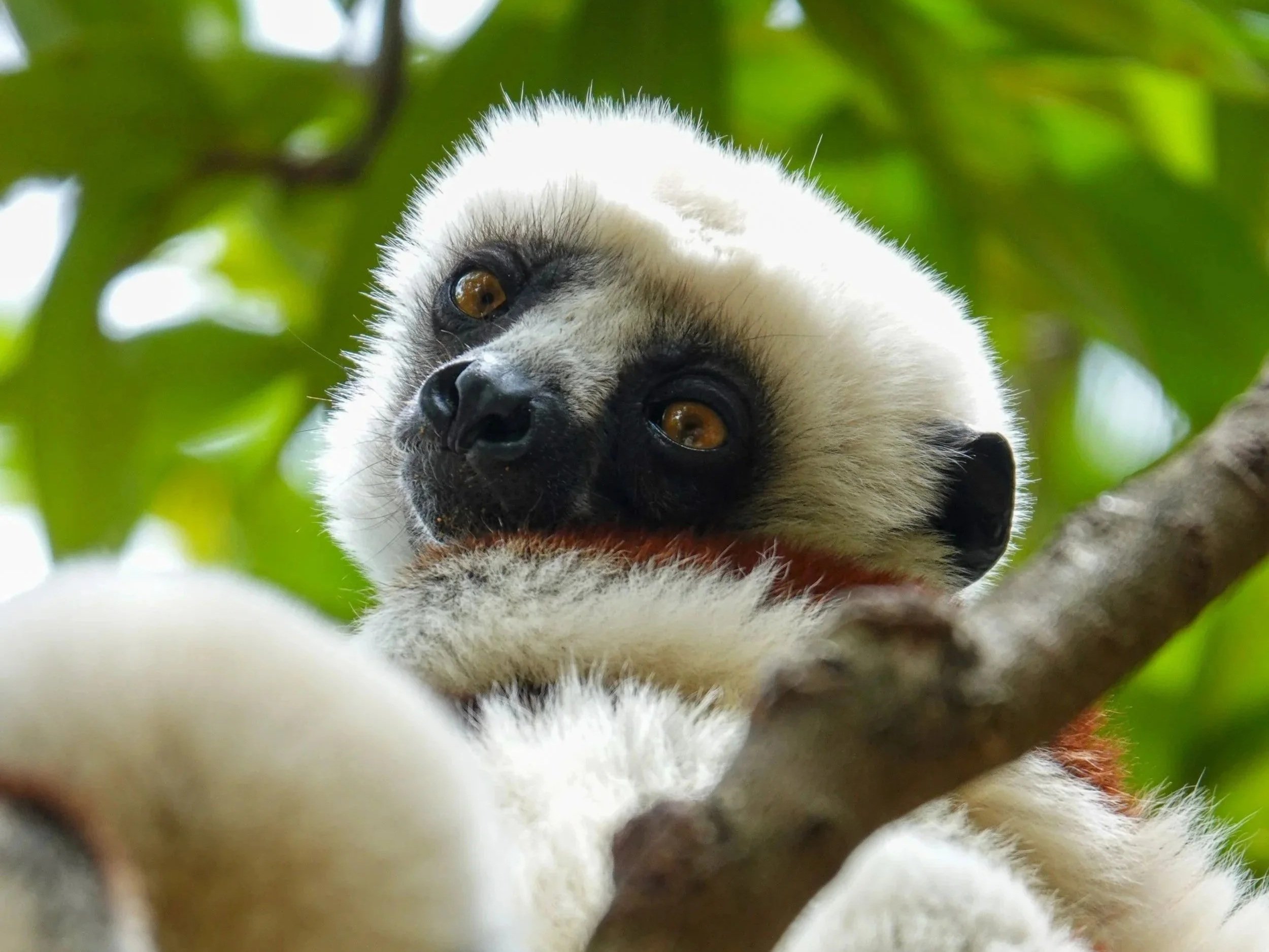 Close-up of a lemur hanging from a tree branch, with brightly lit green leaves in the background.