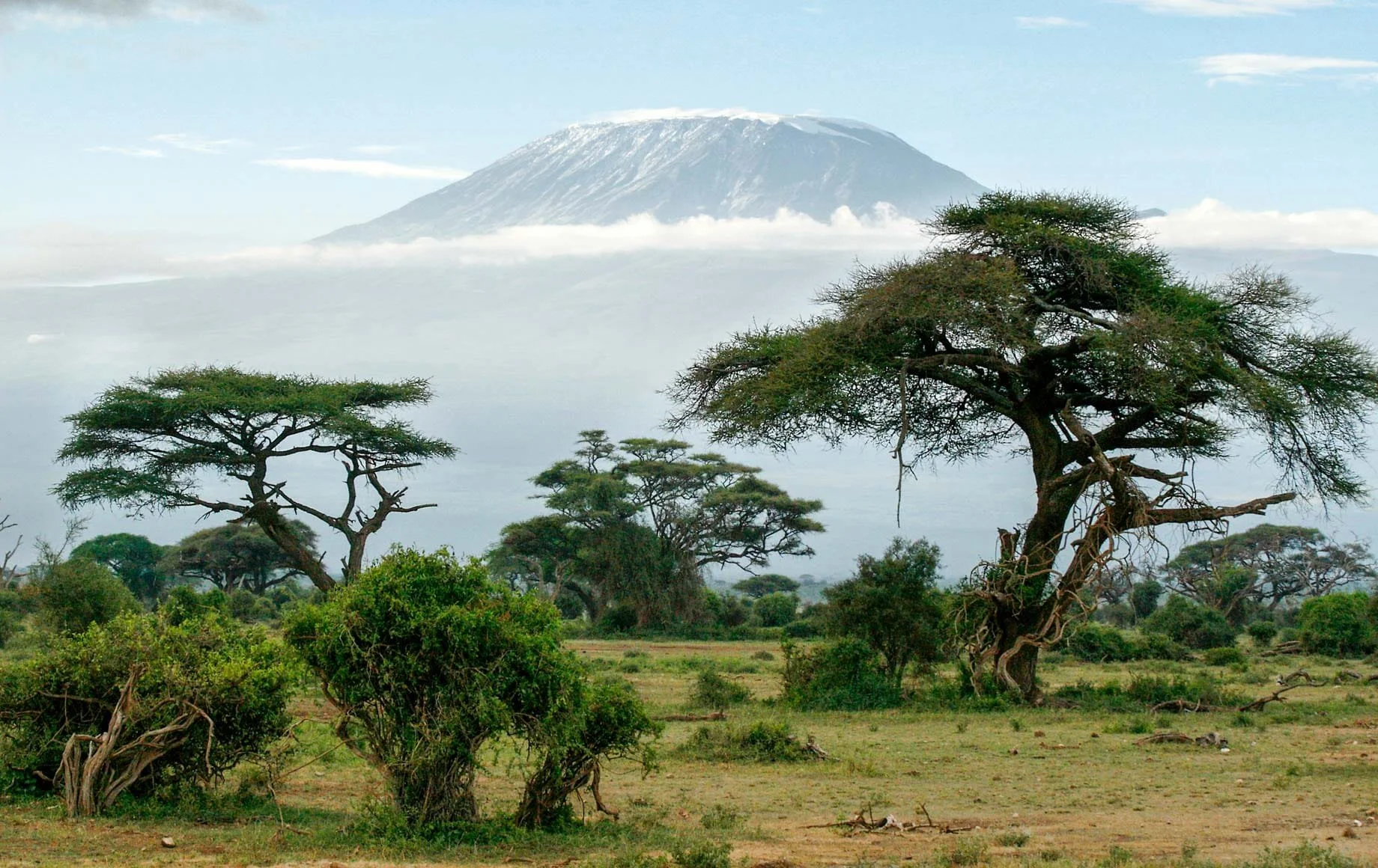 Savannah with trees and a mountain in the background, possibly Mount Kilimanjaro.