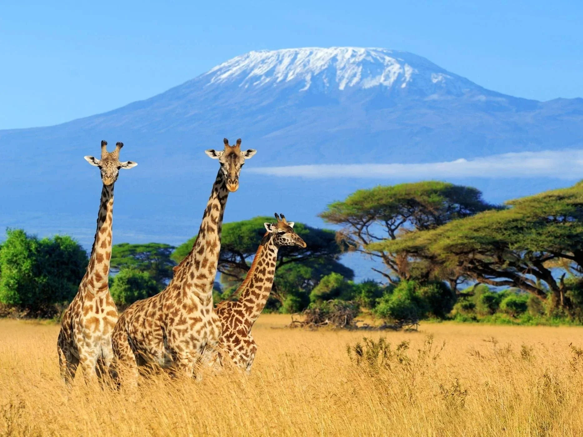 Three giraffes standing in tall grass with trees and Mount Kilimanjaro in the background.