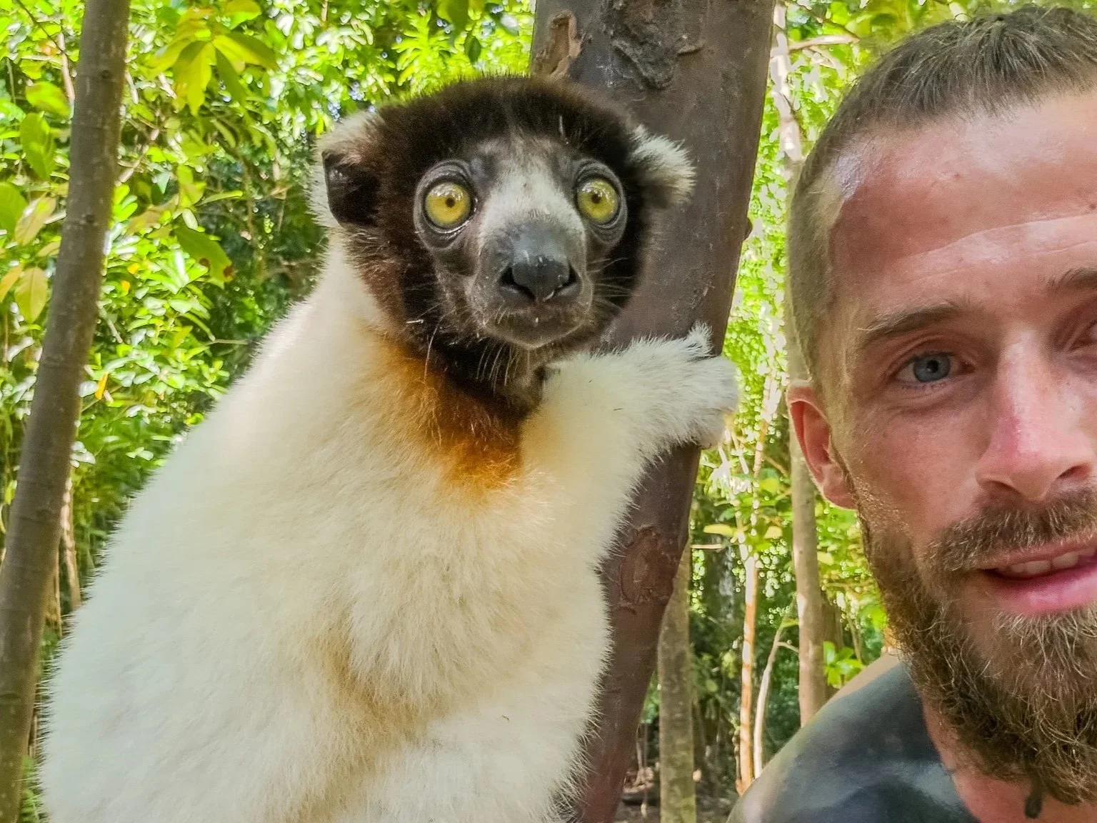 A black and white ruffed lemur with yellow eyes next to a man with a beard and mustache, in a lush green environment with trees and leaves.