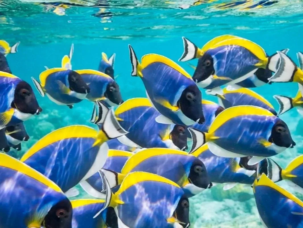School of colorful fish with yellow, blue, and black markings swimming underwater.