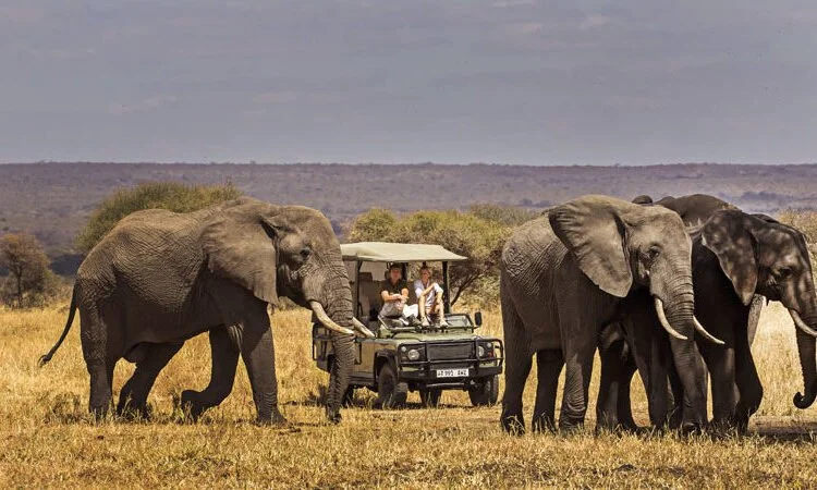 Group of elephants walking in a grassy savannah with a golf cart and people in the background.