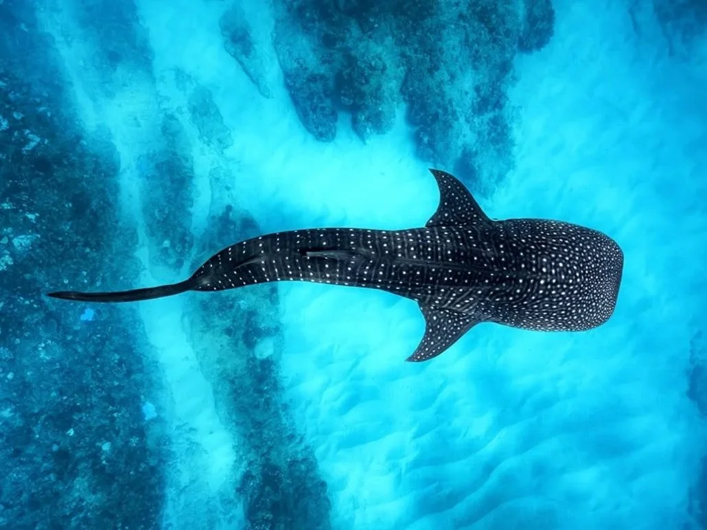 A whale shark swimming underwater with light blue water and rocks in the background.