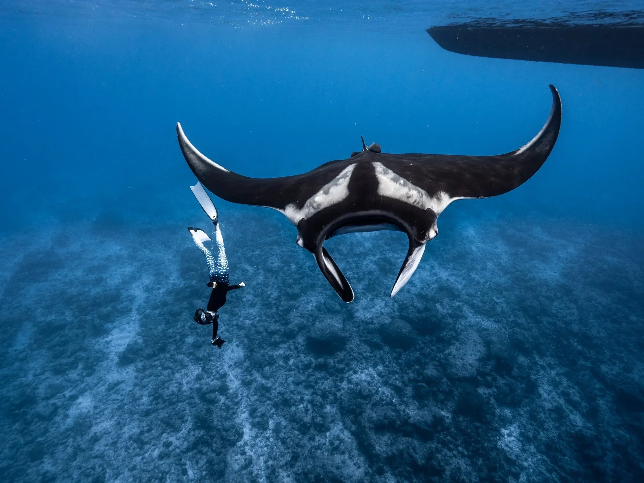 A diver exploring underwater with a large whale shark in the background.