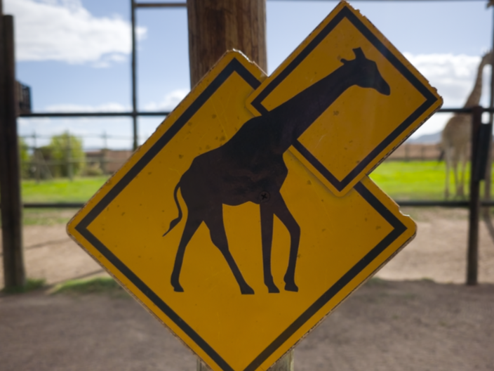 Yellow warning sign with a black silhouette of a giraffe on a wooden pole.