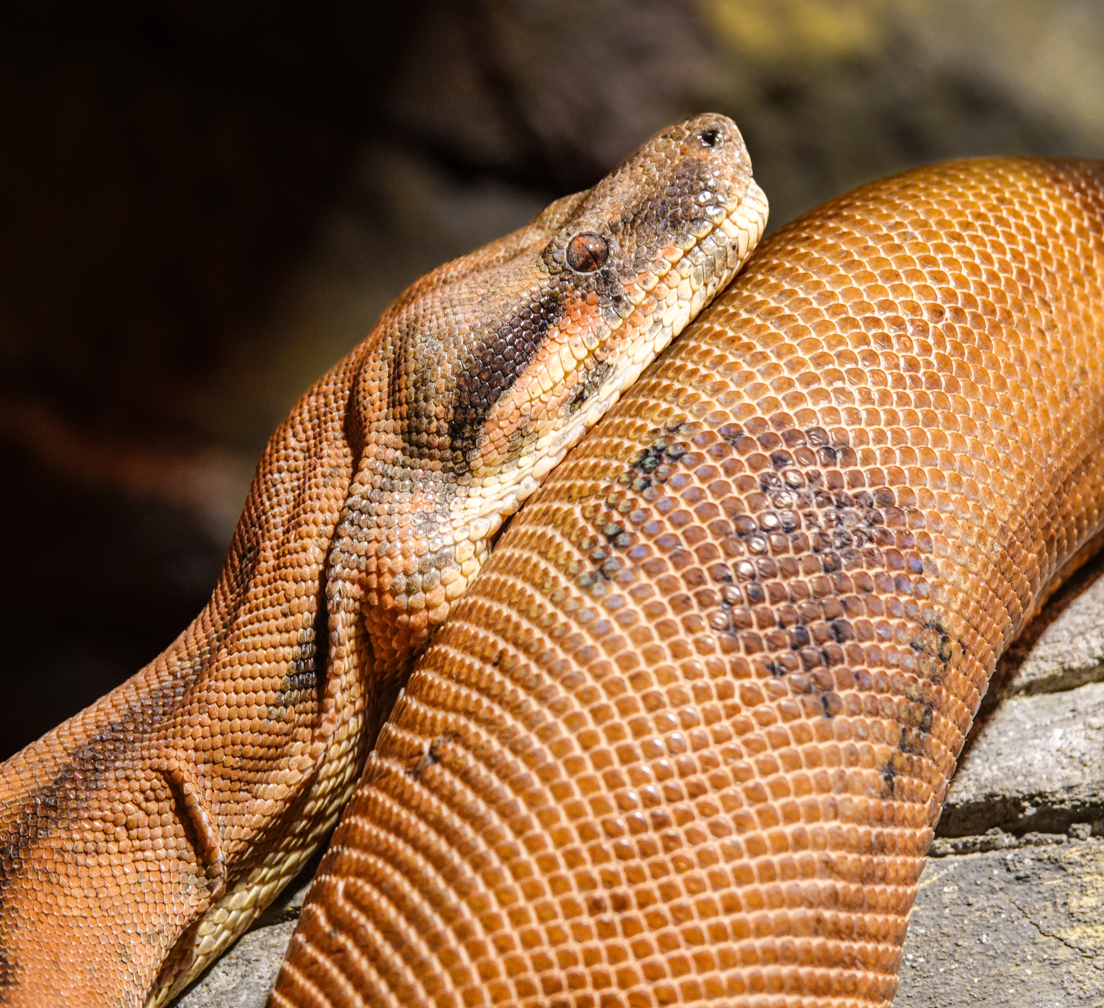 Close-up of a large, orange-brown snake with textured scales.