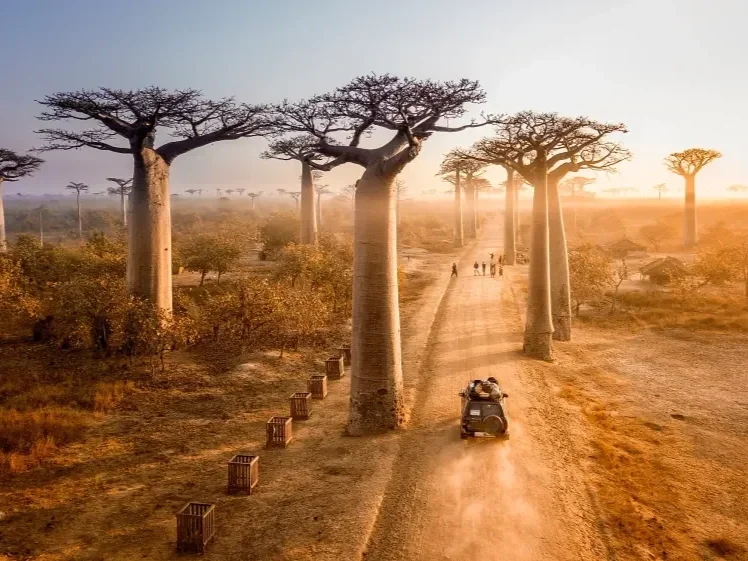 A dirt road lined with tall baobab trees and trash bins, with a vehicle kicking up dust, and a group of people walking in the distance during sunset.