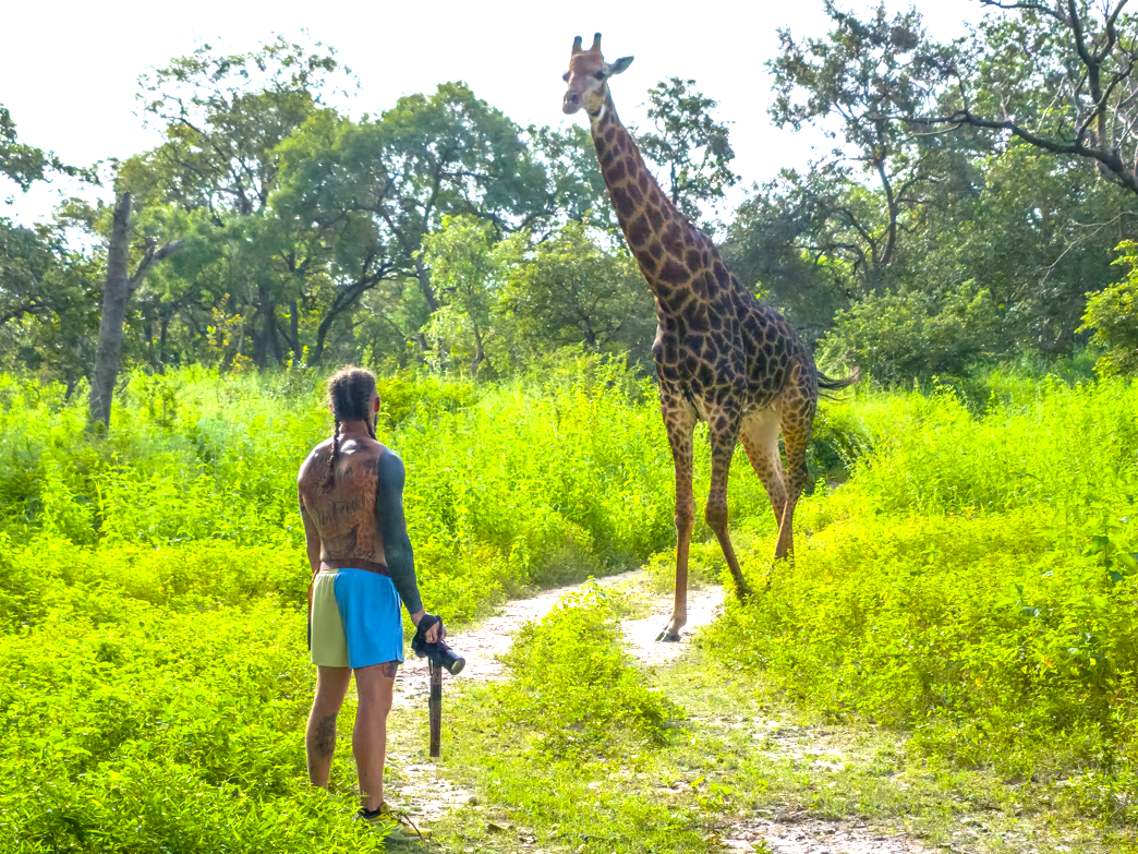 Person with tattoos and no shirt, wearing shorts, holding a camera, standing on a trail in a green forest, facing a tall giraffe.