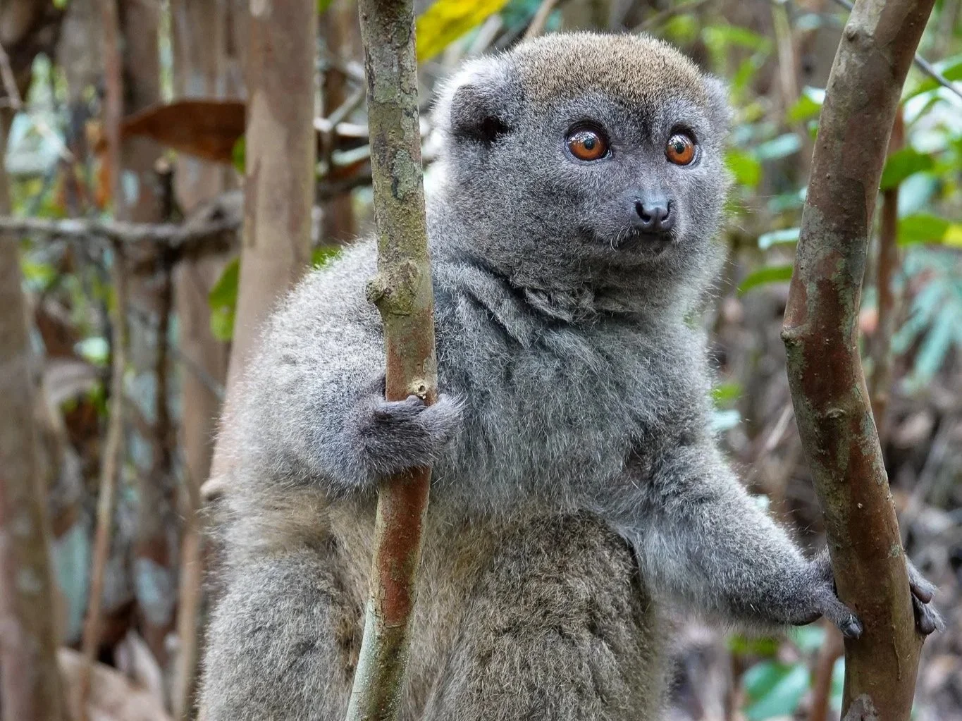 A young mandrill monkey clinging to tree branches in a forested area.