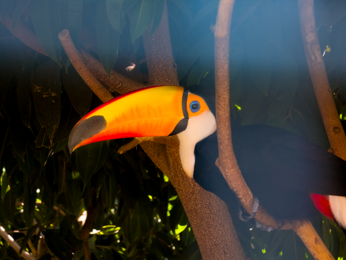 A toucan with a large colorful beak perched on tree branches amidst dark green leaves.