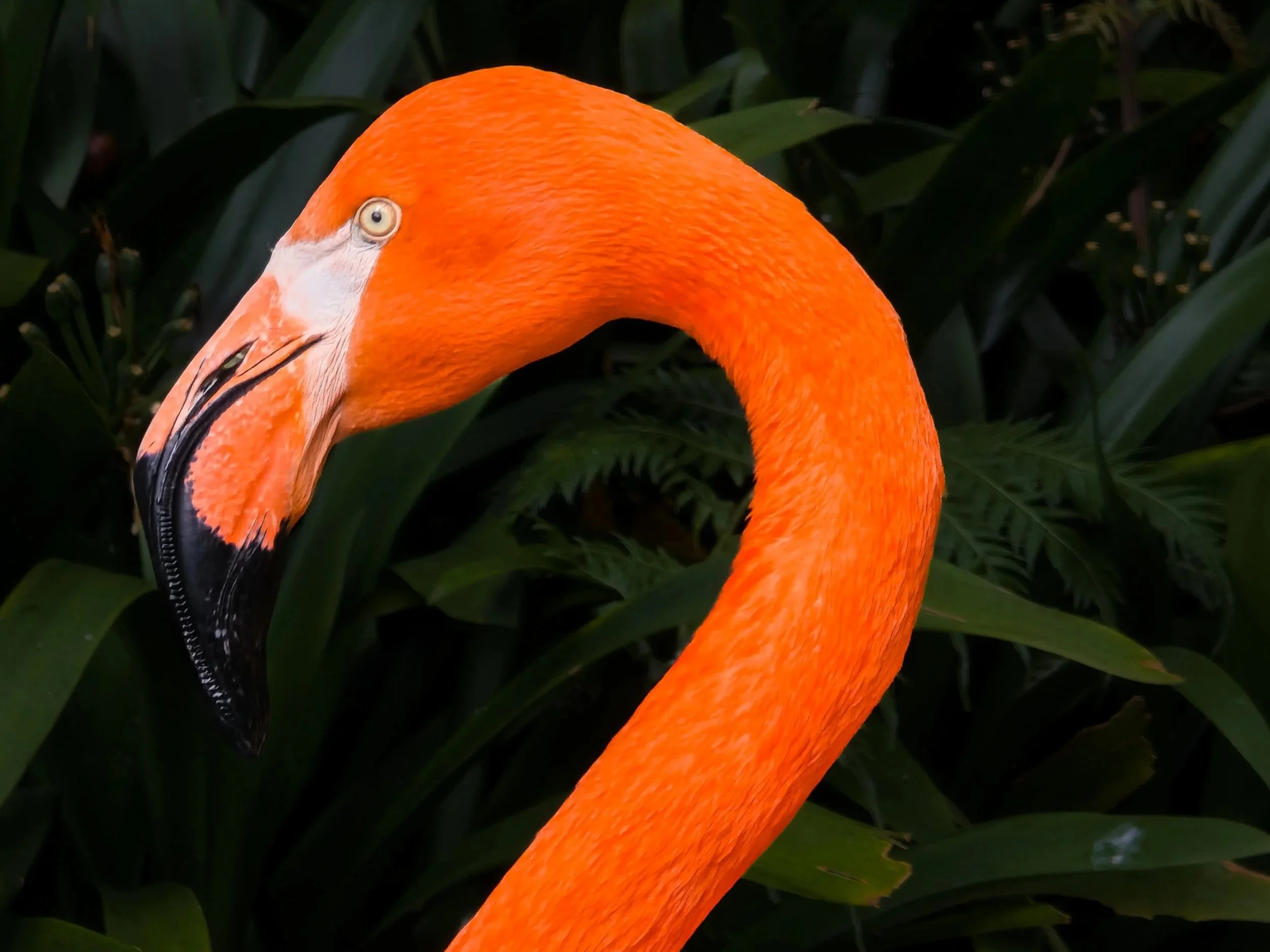 Close-up of a bright orange flamingo's head and neck against dark green foliage.