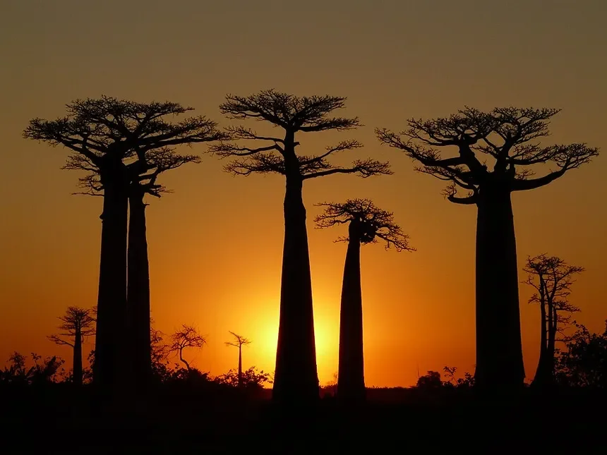 Silhouettes of tall baobab trees against a sunset sky in Africa.