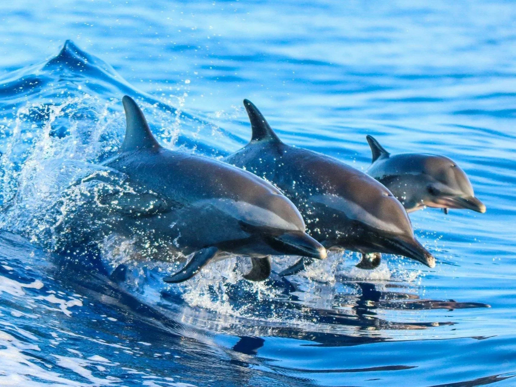 Three dolphins swimming and leaping out of the water.