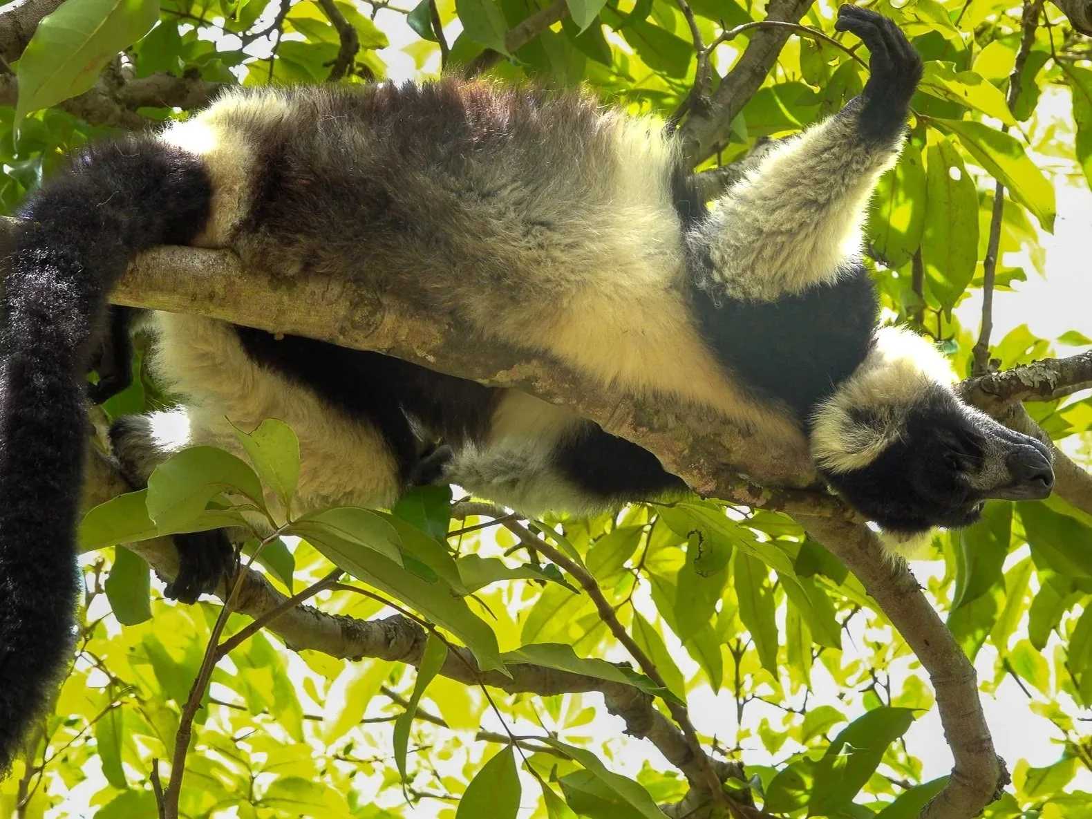 A lemur sleeping curled around a tree branch among green leaves.