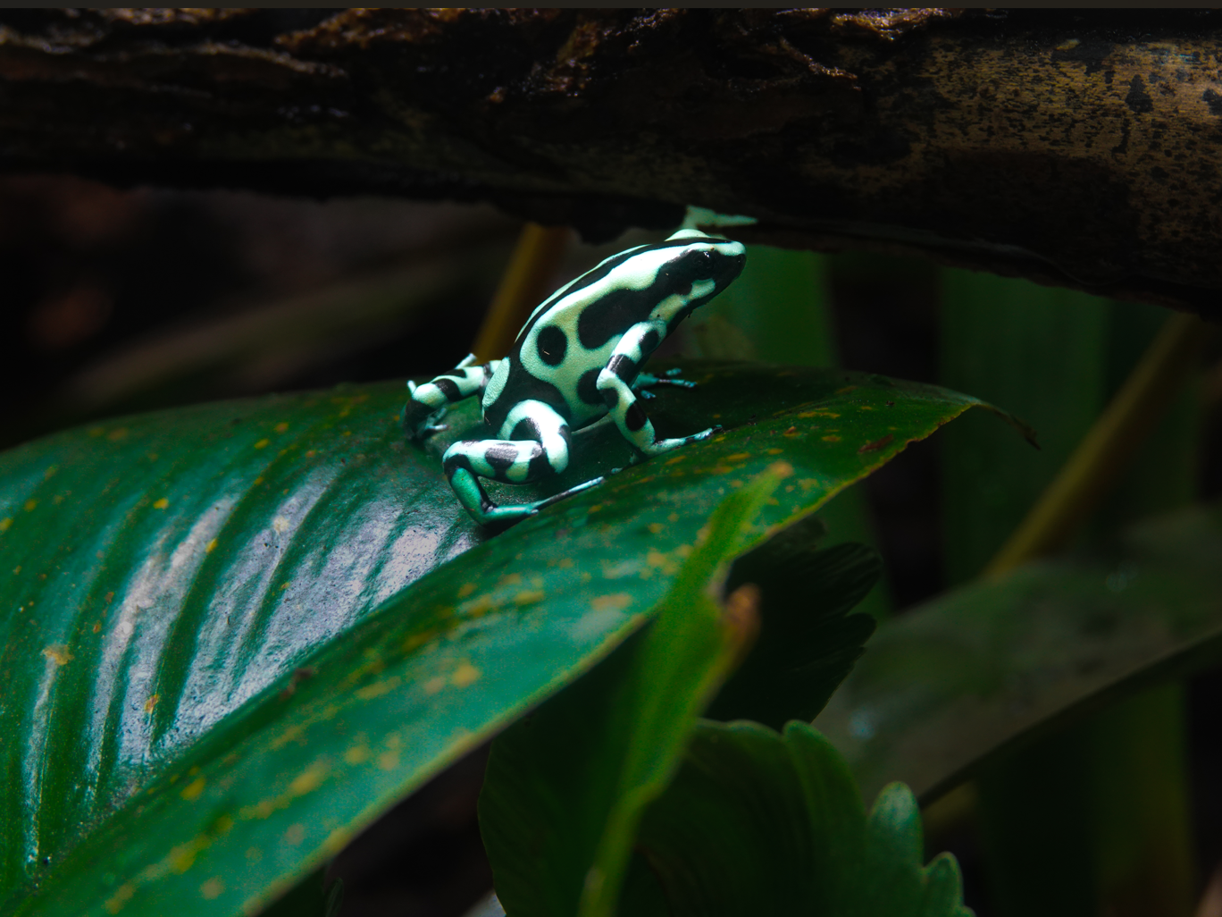 A leaf frog with black and white spots sits on a green leaf in a forest setting.