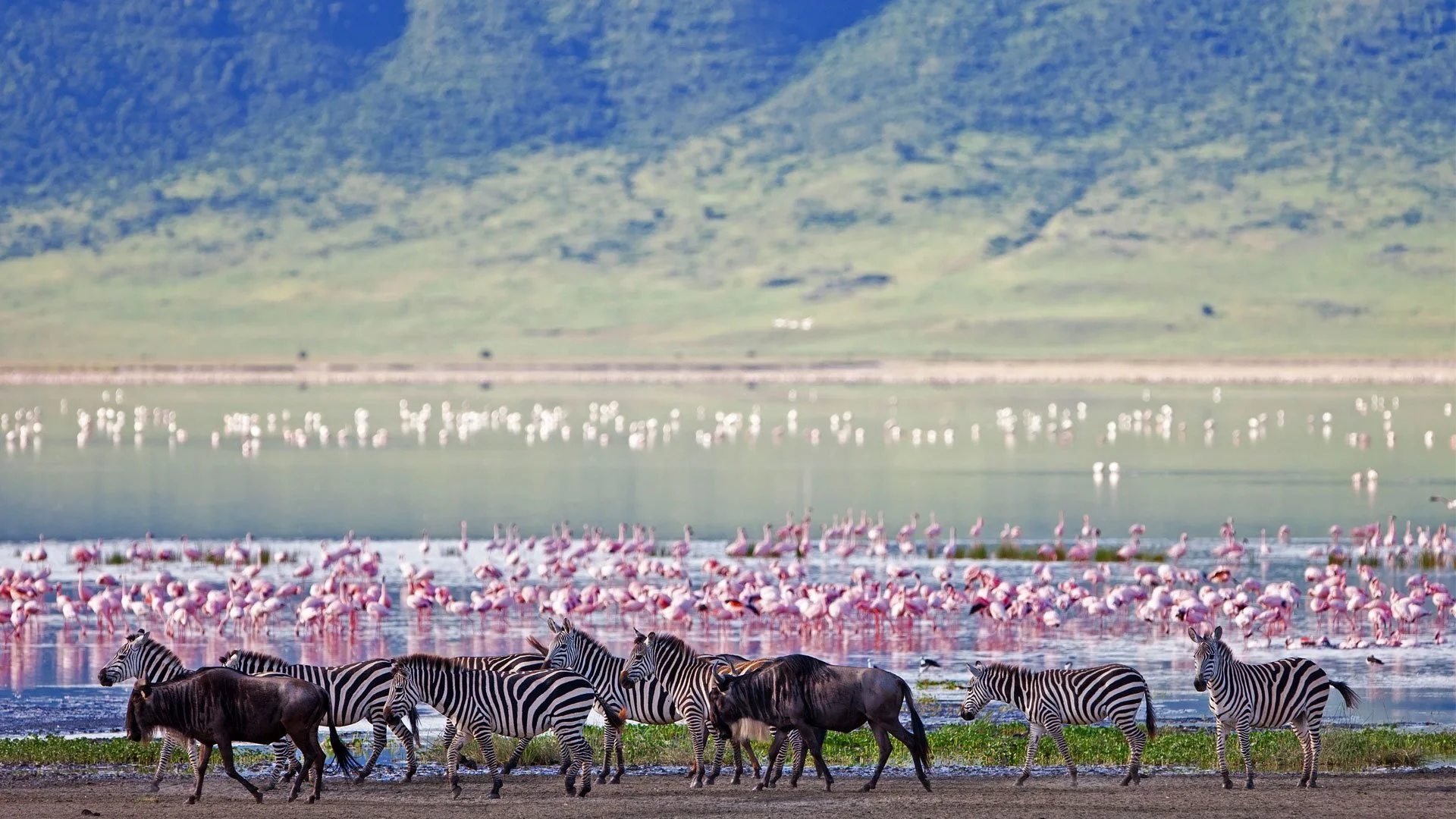 A large African wildlife scene with a herd of zebras walking along the edge of a lake, flamingos wading in the water, and mountains in the background.