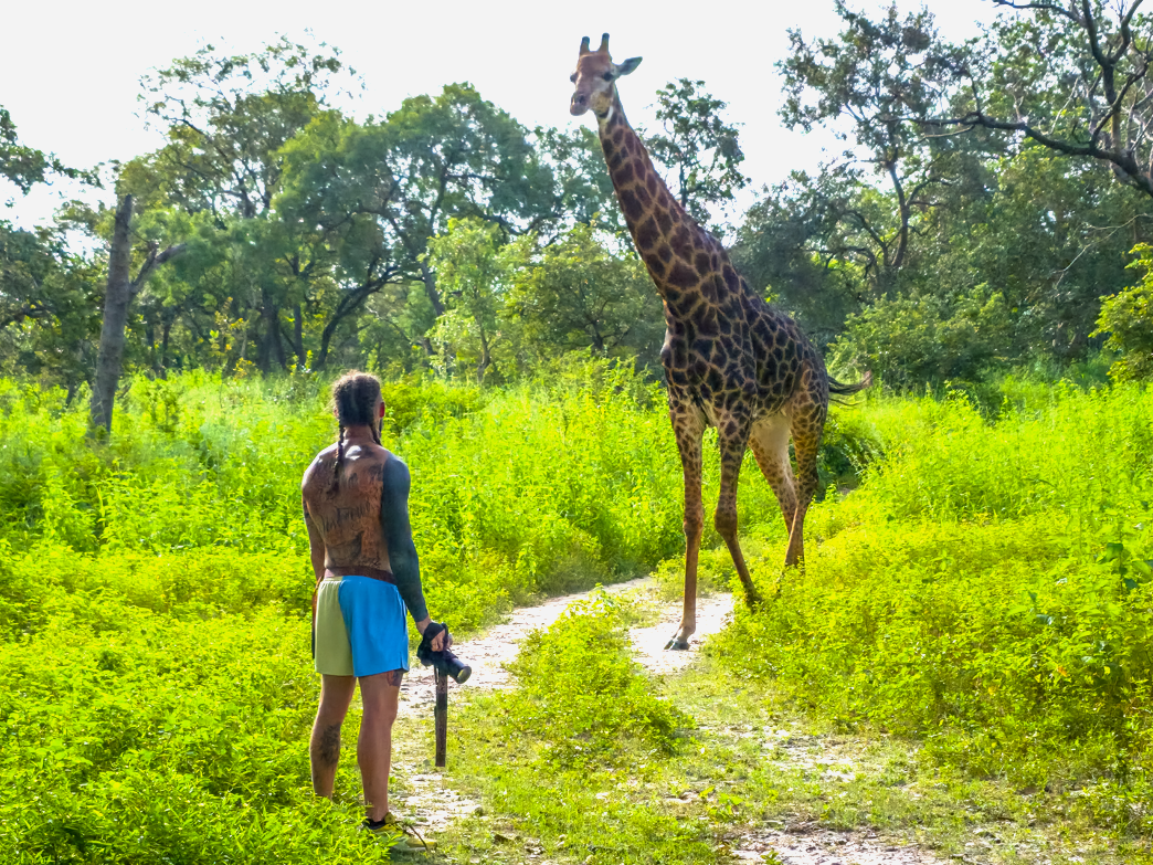 A person with tattoos and a camera stands on a dirt path in a green forest, facing a tall giraffe.